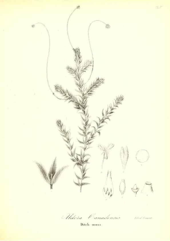 Reproducción/Reproduction 49123138022: A flora of the State of New-York, comprising full descriptions of all the indigenous and naturalized plants hitherto discovered in the state;. Albany,Carroll and Cook, Printers to the Assembly,1843.. 