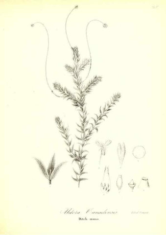 Reproducción/Reproduction 49123138022: A flora of the State of New-York, comprising full descriptions of all the indigenous and naturalized plants hitherto discovered in the state;. Albany,Carroll and Cook, Printers to the Assembly,1843.. 