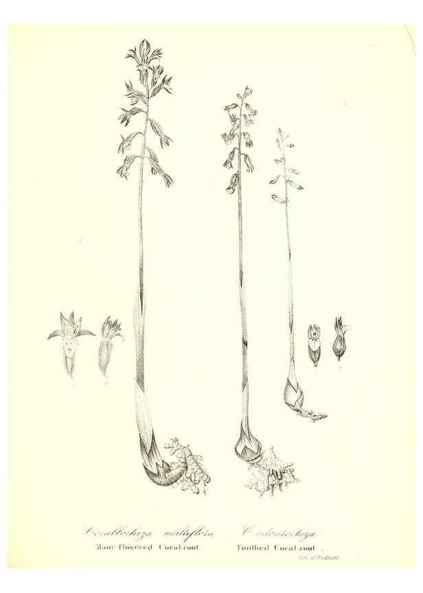 Reproducción/Reproduction 49123138422: A flora of the State of New-York, comprising full descriptions of all the indigenous and naturalized plants hitherto discovered in the state;. Albany,Carroll and Cook, Printers to the Assembly,1843.. 