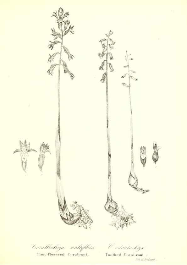 Reproducción/Reproduction 49123138422: A flora of the State of New-York, comprising full descriptions of all the indigenous and naturalized plants hitherto discovered in the state;. Albany,Carroll and Cook, Printers to the Assembly,1843.. 