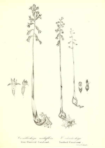 Reproducción/Reproduction 49123138422: A flora of the State of New-York, comprising full descriptions of all the indigenous and naturalized plants hitherto discovered in the state;. Albany,Carroll and Cook, Printers to the Assembly,1843.. 