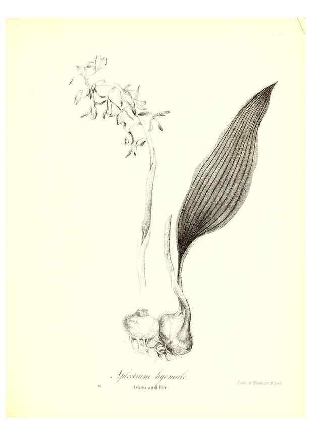 Reproducción/Reproduction 49123138772: A flora of the State of New-York, comprising full descriptions of all the indigenous and naturalized plants hitherto discovered in the state;. Albany,Carroll and Cook, Printers to the Assembly,1843.. 