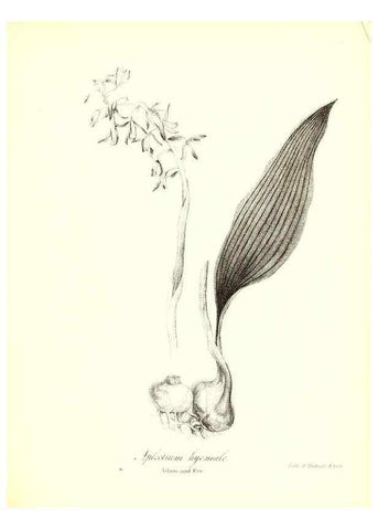 Reproducción/Reproduction 49123138772: A flora of the State of New-York, comprising full descriptions of all the indigenous and naturalized plants hitherto discovered in the state;. Albany,Carroll and Cook, Printers to the Assembly,1843.. 