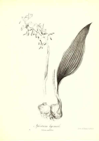 Reproducción/Reproduction 49123138772: A flora of the State of New-York, comprising full descriptions of all the indigenous and naturalized plants hitherto discovered in the state;. Albany,Carroll and Cook, Printers to the Assembly,1843.. 