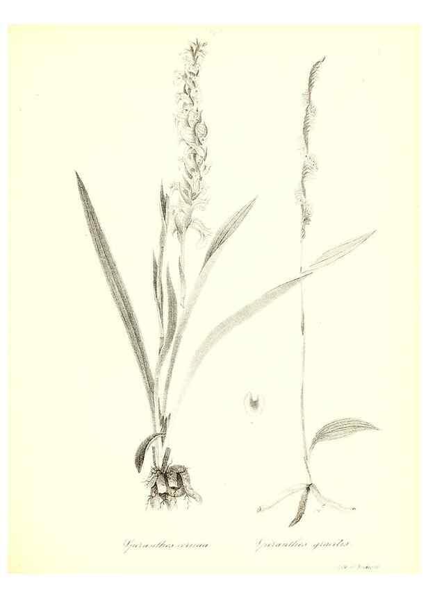 Reproducción/Reproduction 49122449778: A flora of the State of New-York, comprising full descriptions of all the indigenous and naturalized plants hitherto discovered in the state;. Albany,Carroll and Cook, Printers to the Assembly,1843.. 
