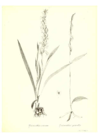 Reproducción/Reproduction 49122449778: A flora of the State of New-York, comprising full descriptions of all the indigenous and naturalized plants hitherto discovered in the state;. Albany,Carroll and Cook, Printers to the Assembly,1843.. 