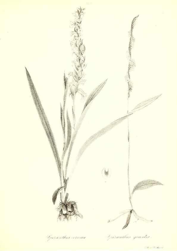 Reproducción/Reproduction 49122449778: A flora of the State of New-York, comprising full descriptions of all the indigenous and naturalized plants hitherto discovered in the state;. Albany,Carroll and Cook, Printers to the Assembly,1843.. 
