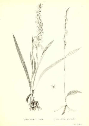 Reproducción/Reproduction 49122449778: A flora of the State of New-York, comprising full descriptions of all the indigenous and naturalized plants hitherto discovered in the state;. Albany,Carroll and Cook, Printers to the Assembly,1843.. 