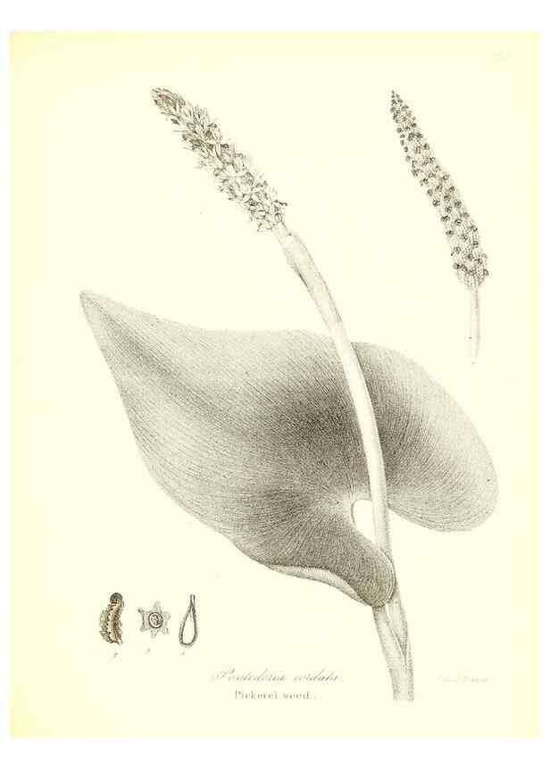 Reproducción/Reproduction 49122952526: A flora of the State of New-York, comprising full descriptions of all the indigenous and naturalized plants hitherto discovered in the state;. Albany,Carroll and Cook, Printers to the Assembly,1843.. 