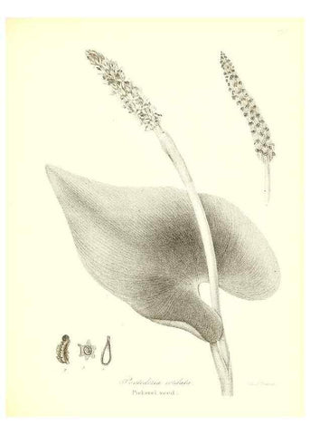 Reproducción/Reproduction 49122952526: A flora of the State of New-York, comprising full descriptions of all the indigenous and naturalized plants hitherto discovered in the state;. Albany,Carroll and Cook, Printers to the Assembly,1843.. 