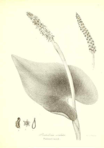 Reproducción/Reproduction 49122952526: A flora of the State of New-York, comprising full descriptions of all the indigenous and naturalized plants hitherto discovered in the state;. Albany,Carroll and Cook, Printers to the Assembly,1843.. 