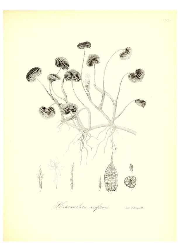 Reproducción/Reproduction 49123140267: A flora of the State of New-York, comprising full descriptions of all the indigenous and naturalized plants hitherto discovered in the state;. Albany,Carroll and Cook, Printers to the Assembly,1843.. 