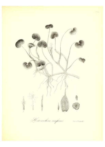 Reproducción/Reproduction 49123140267: A flora of the State of New-York, comprising full descriptions of all the indigenous and naturalized plants hitherto discovered in the state;. Albany,Carroll and Cook, Printers to the Assembly,1843.. 