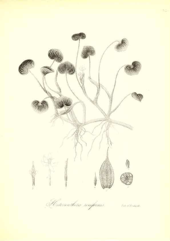 Reproducción/Reproduction 49123140267: A flora of the State of New-York, comprising full descriptions of all the indigenous and naturalized plants hitherto discovered in the state;. Albany,Carroll and Cook, Printers to the Assembly,1843.. 