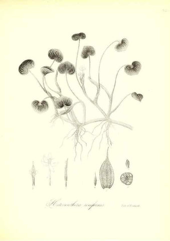 Reproducción/Reproduction 49123140267: A flora of the State of New-York, comprising full descriptions of all the indigenous and naturalized plants hitherto discovered in the state;. Albany,Carroll and Cook, Printers to the Assembly,1843.. 