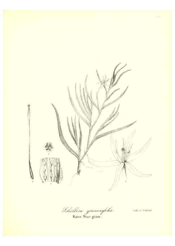Reproducción/Reproduction 49122953221: A flora of the State of New-York, comprising full descriptions of all the indigenous and naturalized plants hitherto discovered in the state;. Albany,Carroll and Cook, Printers to the Assembly,1843.. 