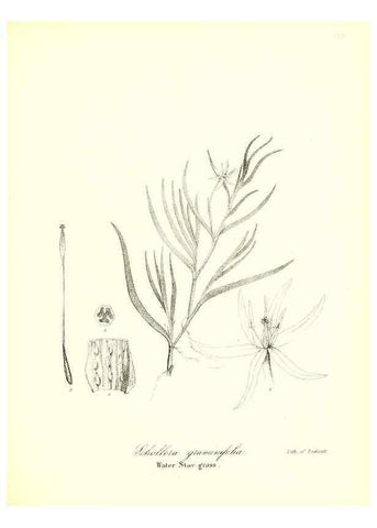 Reproducción/Reproduction 49122953221: A flora of the State of New-York, comprising full descriptions of all the indigenous and naturalized plants hitherto discovered in the state;. Albany,Carroll and Cook, Printers to the Assembly,1843.. 