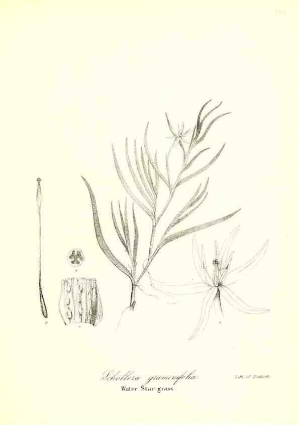 Reproducción/Reproduction 49122953221: A flora of the State of New-York, comprising full descriptions of all the indigenous and naturalized plants hitherto discovered in the state;. Albany,Carroll and Cook, Printers to the Assembly,1843.. 