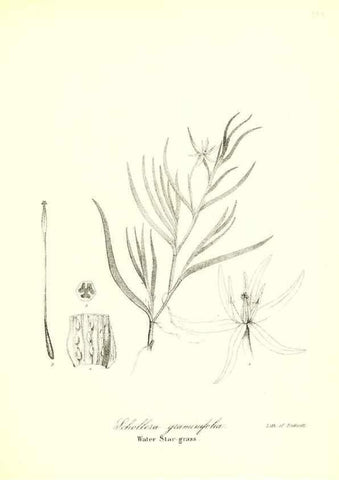 Reproducción/Reproduction 49122953221: A flora of the State of New-York, comprising full descriptions of all the indigenous and naturalized plants hitherto discovered in the state;. Albany,Carroll and Cook, Printers to the Assembly,1843.. 