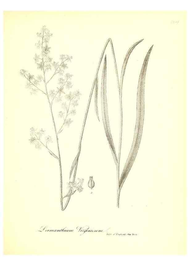 Reproducción/Reproduction 49123140967: A flora of the State of New-York, comprising full descriptions of all the indigenous and naturalized plants hitherto discovered in the state;. Albany,Carroll and Cook, Printers to the Assembly,1843.. 