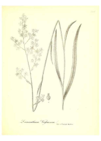 Reproducción/Reproduction 49123140967: A flora of the State of New-York, comprising full descriptions of all the indigenous and naturalized plants hitherto discovered in the state;. Albany,Carroll and Cook, Printers to the Assembly,1843.. 
