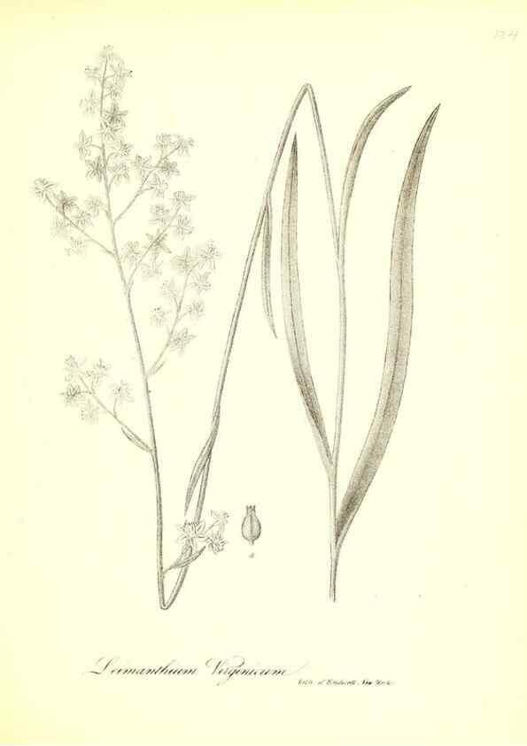 Reproducción/Reproduction 49123140967: A flora of the State of New-York, comprising full descriptions of all the indigenous and naturalized plants hitherto discovered in the state;. Albany,Carroll and Cook, Printers to the Assembly,1843.. 