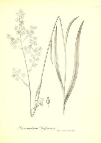 Reproducción/Reproduction 49123140967: A flora of the State of New-York, comprising full descriptions of all the indigenous and naturalized plants hitherto discovered in the state;. Albany,Carroll and Cook, Printers to the Assembly,1843.. 