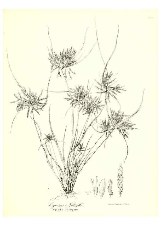 Reproducción/Reproduction 49123141352: A flora of the State of New-York, comprising full descriptions of all the indigenous and naturalized plants hitherto discovered in the state;. Albany,Carroll and Cook, Printers to the Assembly,1843.. 