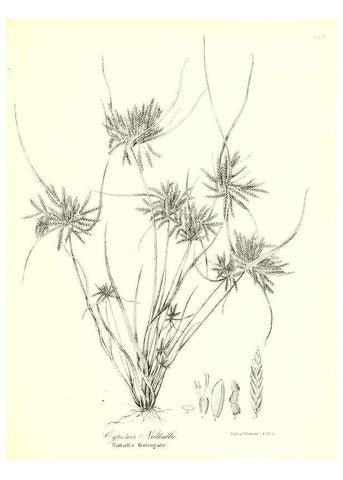 Reproducción/Reproduction 49123141352: A flora of the State of New-York, comprising full descriptions of all the indigenous and naturalized plants hitherto discovered in the state;. Albany,Carroll and Cook, Printers to the Assembly,1843.. 