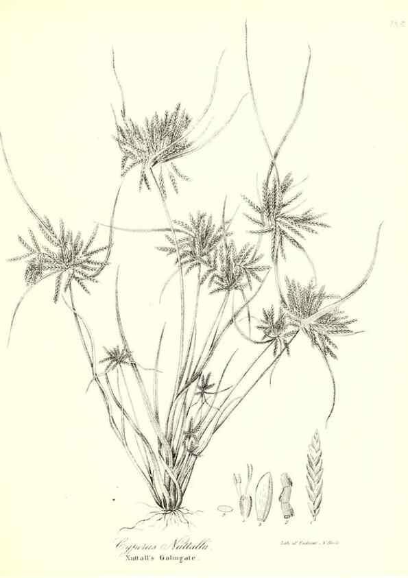 Reproducción/Reproduction 49123141352: A flora of the State of New-York, comprising full descriptions of all the indigenous and naturalized plants hitherto discovered in the state;. Albany,Carroll and Cook, Printers to the Assembly,1843.. 