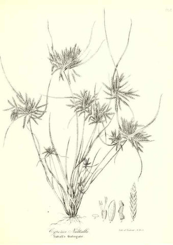 Reproducción/Reproduction 49123141352: A flora of the State of New-York, comprising full descriptions of all the indigenous and naturalized plants hitherto discovered in the state;. Albany,Carroll and Cook, Printers to the Assembly,1843.. 