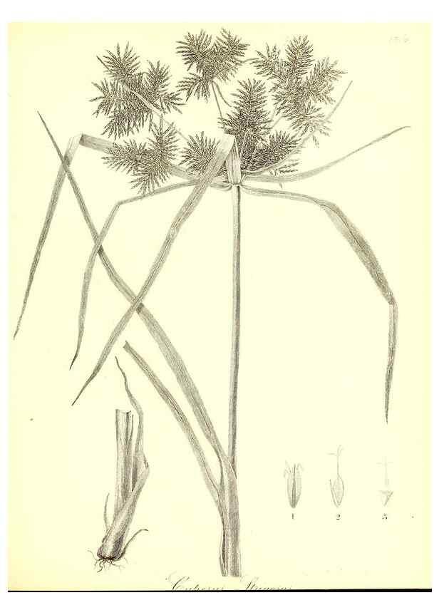 Reproducción/Reproduction 49123141787: A flora of the State of New-York, comprising full descriptions of all the indigenous and naturalized plants hitherto discovered in the state;. Albany,Carroll and Cook, Printers to the Assembly,1843.. 