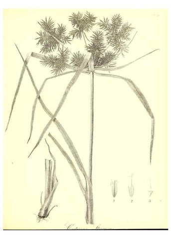 Reproducción/Reproduction 49123141787: A flora of the State of New-York, comprising full descriptions of all the indigenous and naturalized plants hitherto discovered in the state;. Albany,Carroll and Cook, Printers to the Assembly,1843.. 