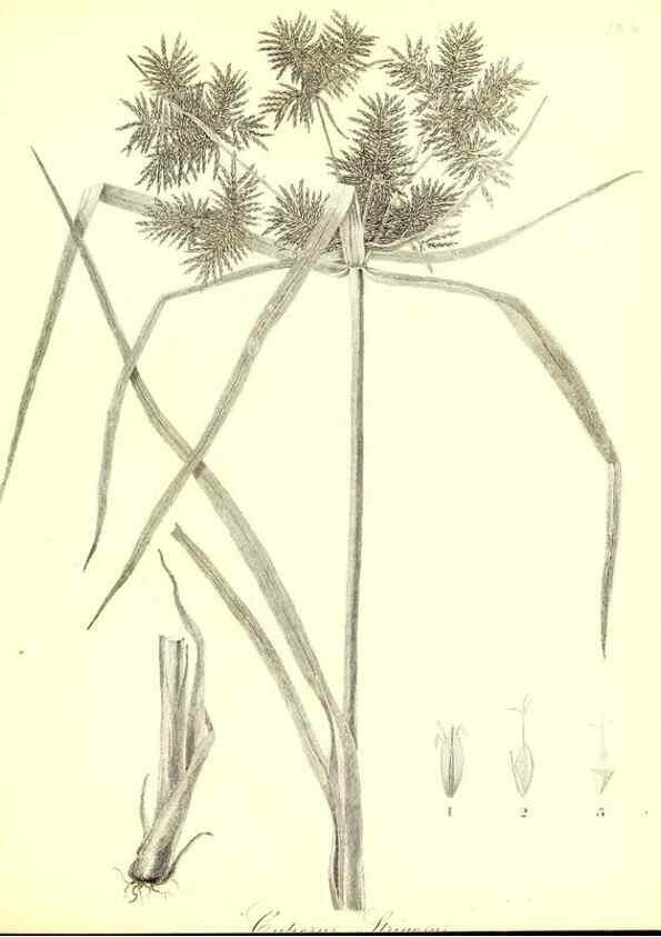 Reproducción/Reproduction 49123141787: A flora of the State of New-York, comprising full descriptions of all the indigenous and naturalized plants hitherto discovered in the state;. Albany,Carroll and Cook, Printers to the Assembly,1843.. 