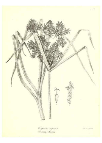 Reproducción/Reproduction 49123142127: A flora of the State of New-York, comprising full descriptions of all the indigenous and naturalized plants hitherto discovered in the state;. Albany,Carroll and Cook, Printers to the Assembly,1843.. 
