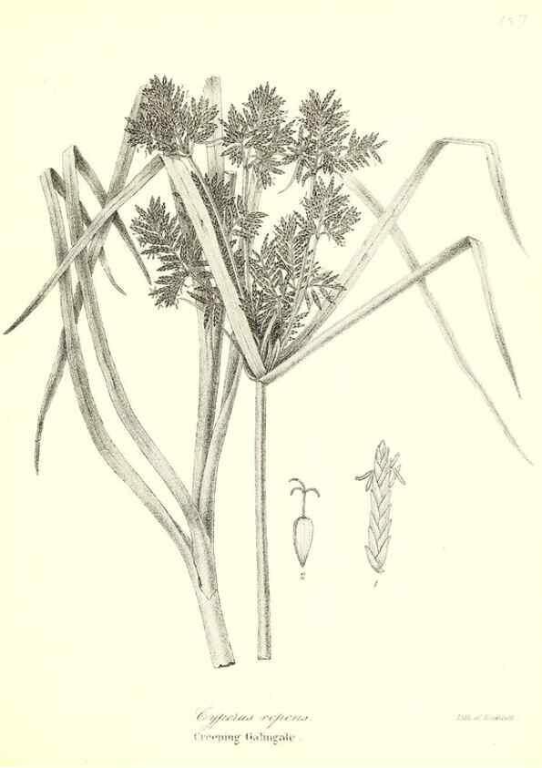 Reproducción/Reproduction 49123142127: A flora of the State of New-York, comprising full descriptions of all the indigenous and naturalized plants hitherto discovered in the state;. Albany,Carroll and Cook, Printers to the Assembly,1843.. 