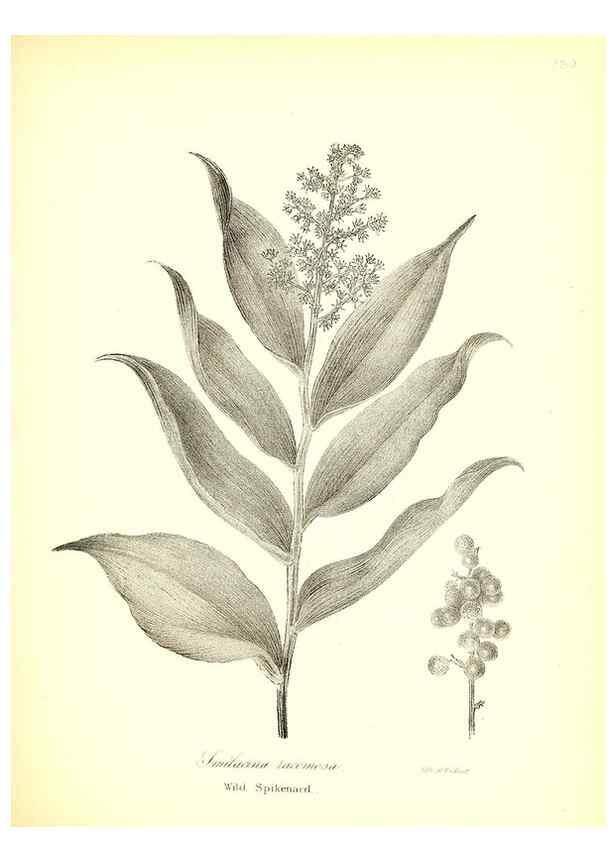 Reproducción/Reproduction 49122952066: A flora of the State of New-York, comprising full descriptions of all the indigenous and naturalized plants hitherto discovered in the state;. Albany,Carroll and Cook, Printers to the Assembly,1843.. 