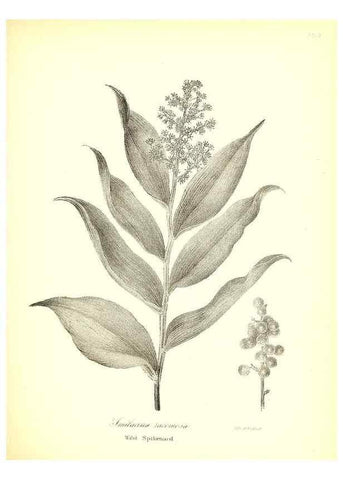 Reproducción/Reproduction 49122952066: A flora of the State of New-York, comprising full descriptions of all the indigenous and naturalized plants hitherto discovered in the state;. Albany,Carroll and Cook, Printers to the Assembly,1843.. 