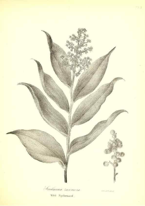 Reproducción/Reproduction 49122952066: A flora of the State of New-York, comprising full descriptions of all the indigenous and naturalized plants hitherto discovered in the state;. Albany,Carroll and Cook, Printers to the Assembly,1843.. 