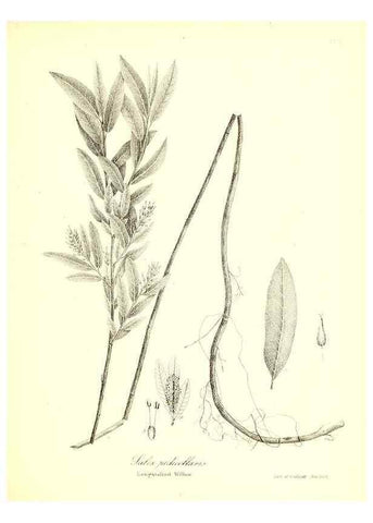 Reproducción/Reproduction 49122446633: A flora of the State of New-York, comprising full descriptions of all the indigenous and naturalized plants hitherto discovered in the state;. Albany,Carroll and Cook, Printers to the Assembly,1843.. 