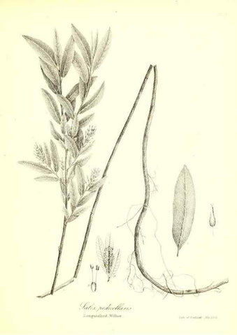 Reproducción/Reproduction 49122446633: A flora of the State of New-York, comprising full descriptions of all the indigenous and naturalized plants hitherto discovered in the state;. Albany,Carroll and Cook, Printers to the Assembly,1843.. 