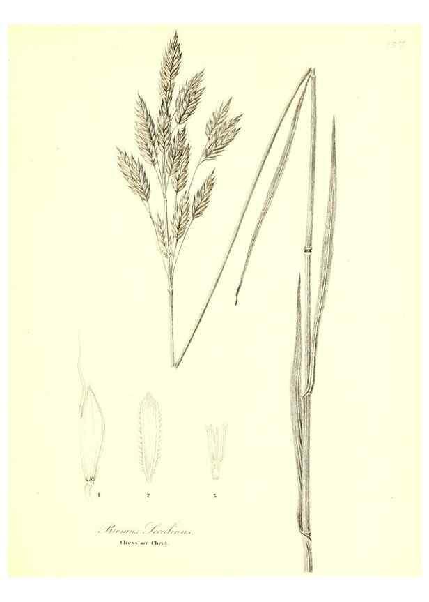 Reproducción/Reproduction 49122460893: A flora of the State of New-York, comprising full descriptions of all the indigenous and naturalized plants hitherto discovered in the state;. Albany,Carroll and Cook, Printers to the Assembly,1843.. 