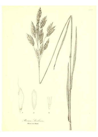 Reproducción/Reproduction 49122460893: A flora of the State of New-York, comprising full descriptions of all the indigenous and naturalized plants hitherto discovered in the state;. Albany,Carroll and Cook, Printers to the Assembly,1843.. 