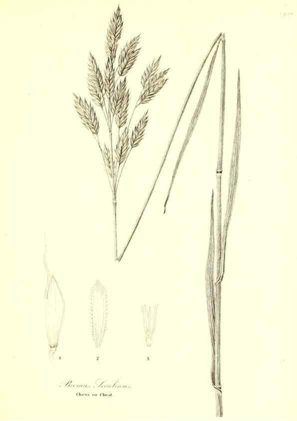Reproducción/Reproduction 49122460893: A flora of the State of New-York, comprising full descriptions of all the indigenous and naturalized plants hitherto discovered in the state;. Albany,Carroll and Cook, Printers to the Assembly,1843.. 