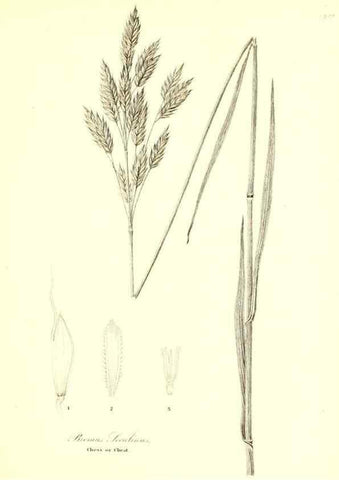 Reproducción/Reproduction 49122460893: A flora of the State of New-York, comprising full descriptions of all the indigenous and naturalized plants hitherto discovered in the state;. Albany,Carroll and Cook, Printers to the Assembly,1843.. 