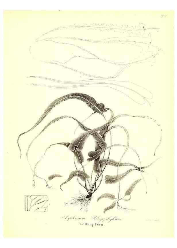 Reproducción/Reproduction 49122962896: A flora of the State of New-York, comprising full descriptions of all the indigenous and naturalized plants hitherto discovered in the state;. Albany,Carroll and Cook, Printers to the Assembly,1843.. 