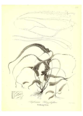 Reproducción/Reproduction 49122962896: A flora of the State of New-York, comprising full descriptions of all the indigenous and naturalized plants hitherto discovered in the state;. Albany,Carroll and Cook, Printers to the Assembly,1843.. 