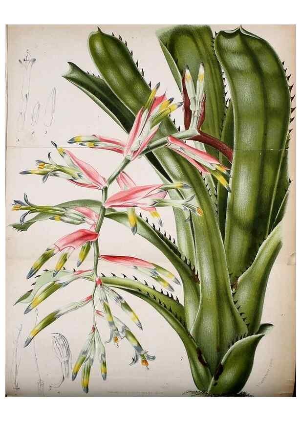 Reproducción/Reproduction 49127986506: Belgique horticole.. Liége.. 