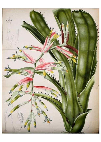 Reproducción/Reproduction 49127986506: Belgique horticole.. Liége.. 