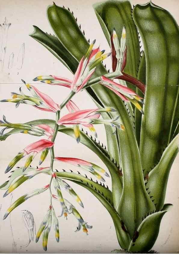 Reproducción/Reproduction 49127986506: Belgique horticole.. Liége.. 